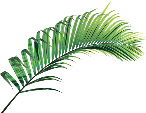 Feuille de Palmier